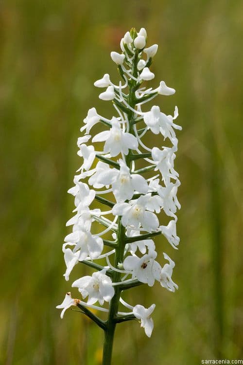 Platantera nivea