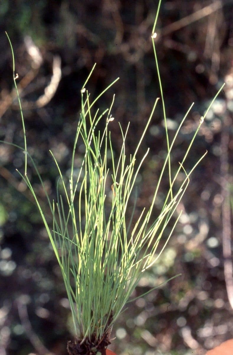 Schoenoplectus setaceus 14
