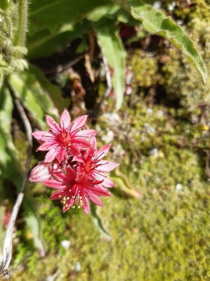 Semprevivo maggiore 10