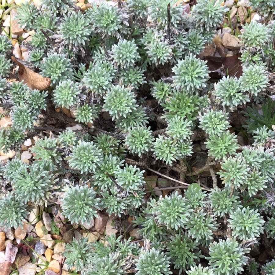 Leucanthemopsis 7