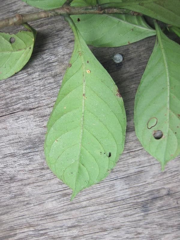 Psychotria cupularis 5