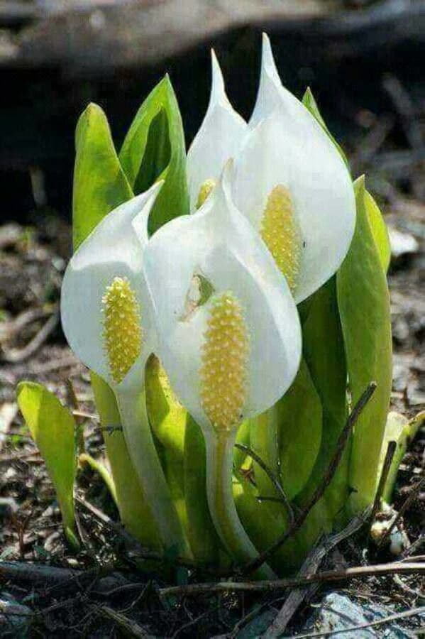 Calla di palude 7