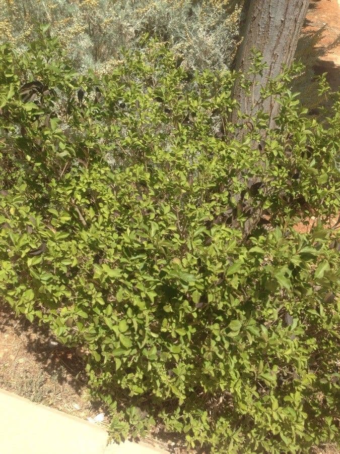 Salvia a grappoli 12