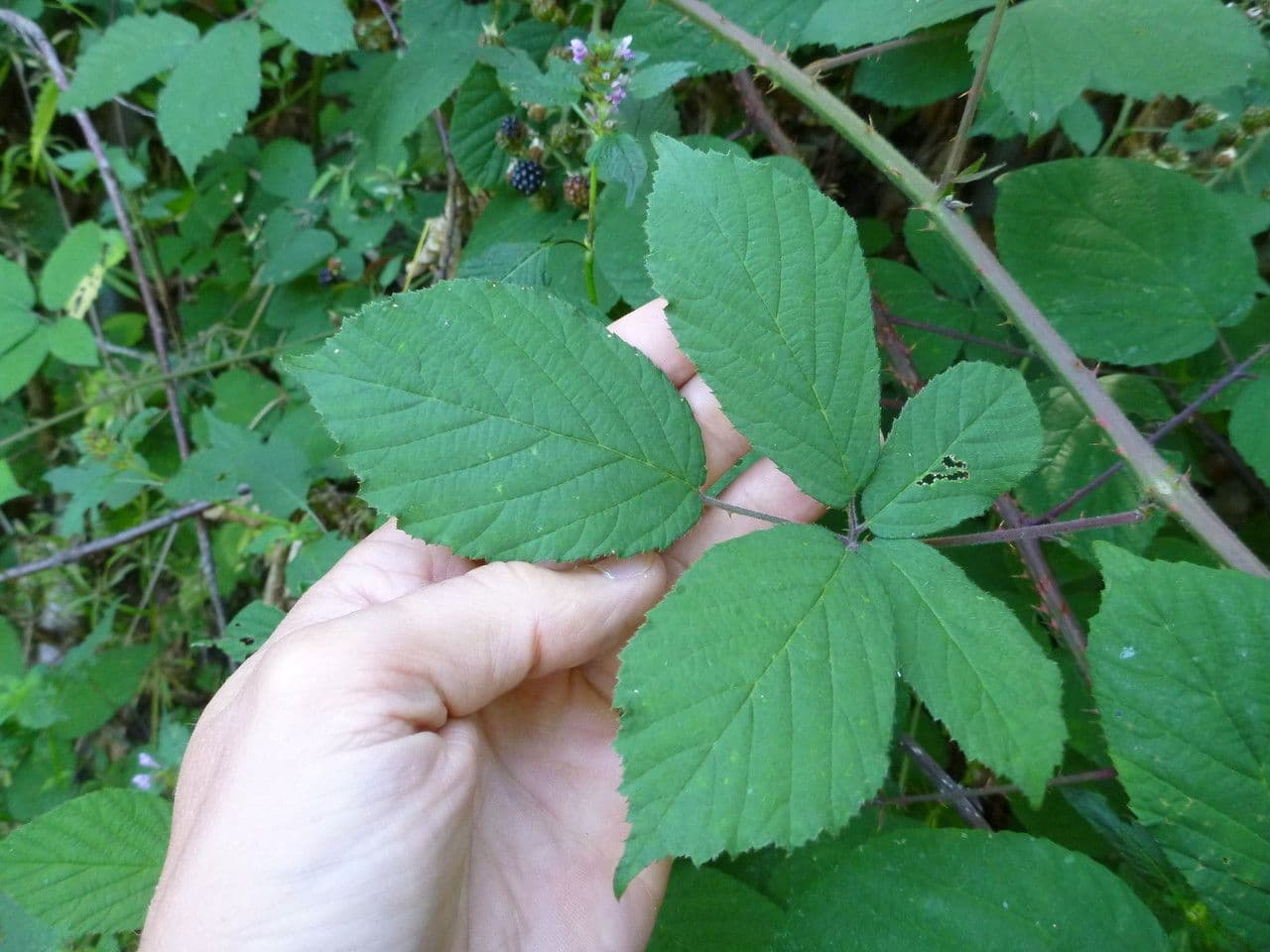 Großährige Brombeere 13