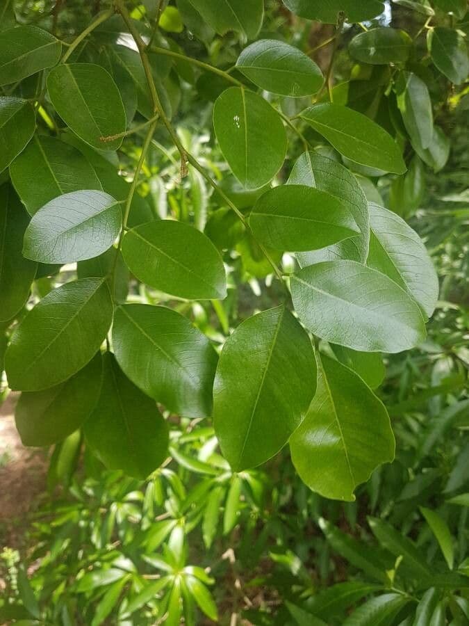 Pterocarpus 9