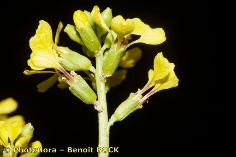 Falsa ginestra 23