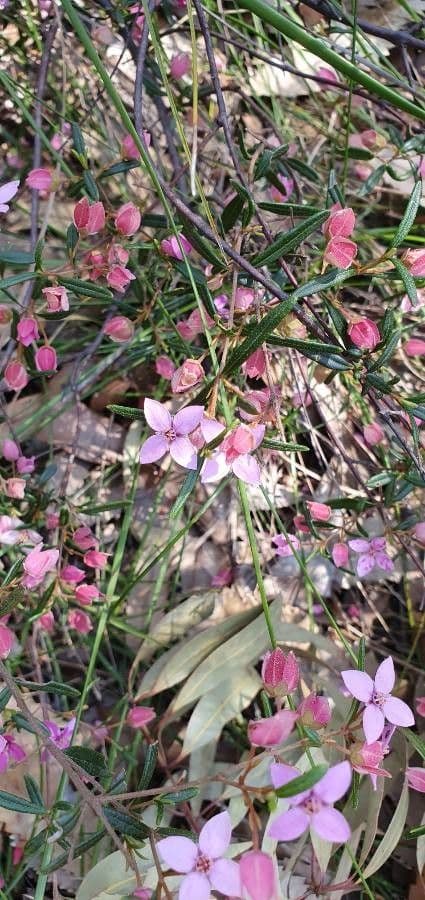 Boronia ledifolia 2