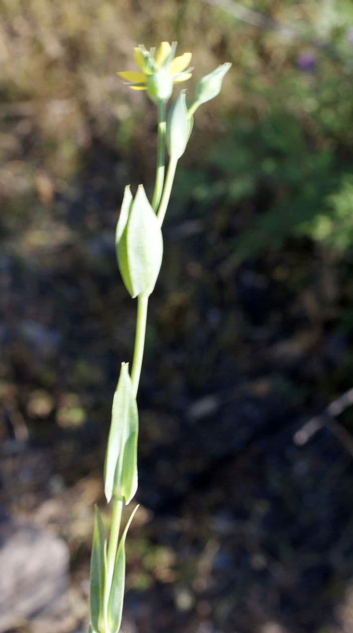 Centaura 13