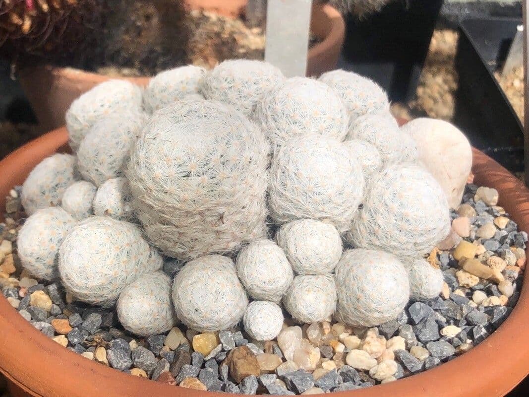 Cactus di Humboldt
