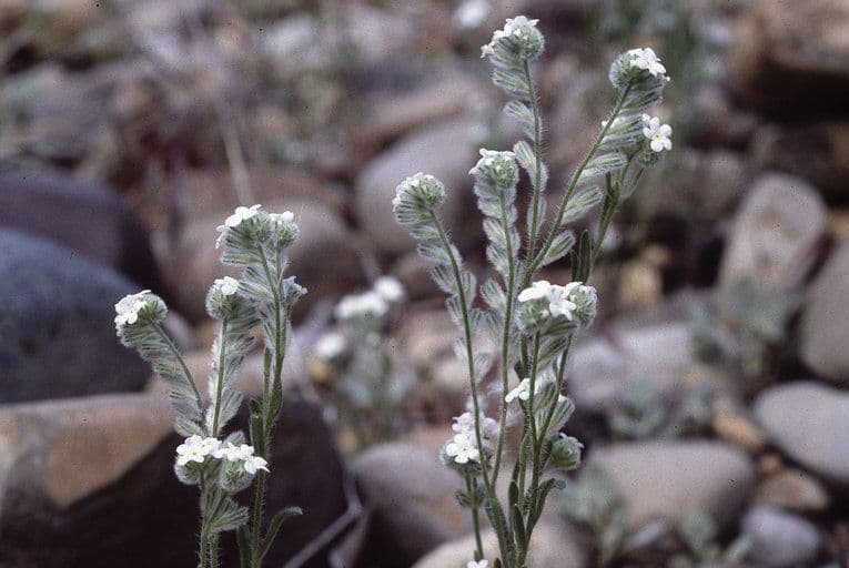 Cryptantha 5