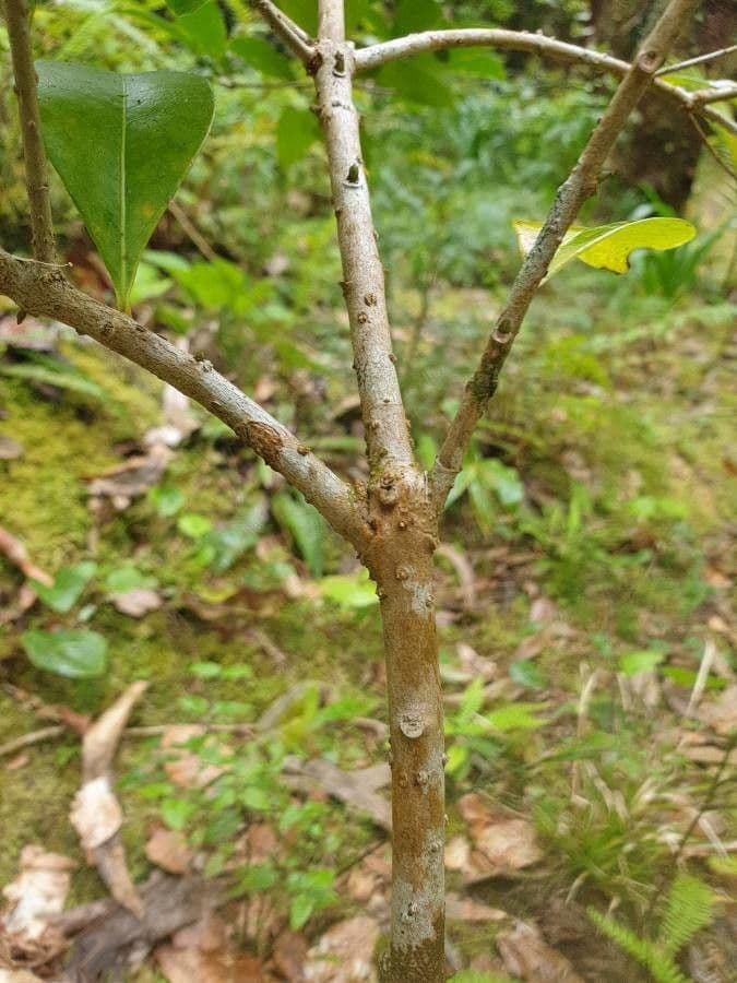 Picconia azorica 8