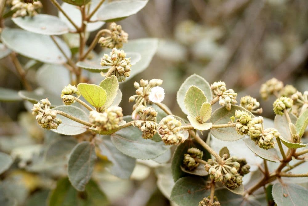 Feigenblättrige Dombeya 23