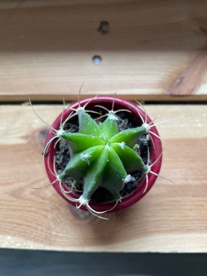 Cactus 19