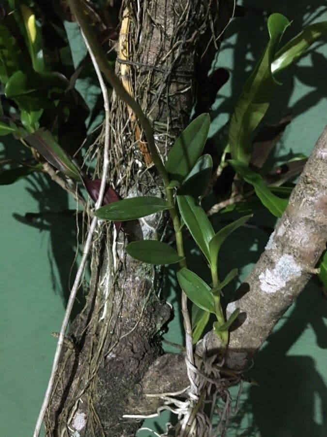 Epidendrum 9