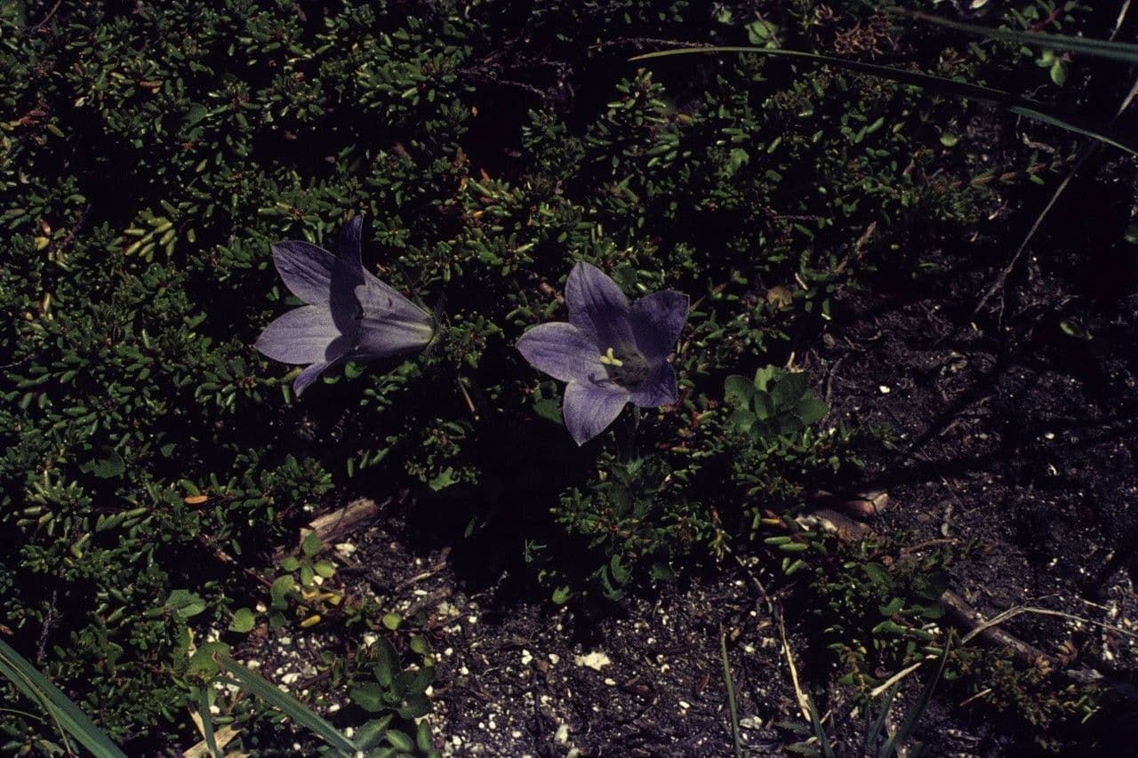 Genzianella pelosa 7