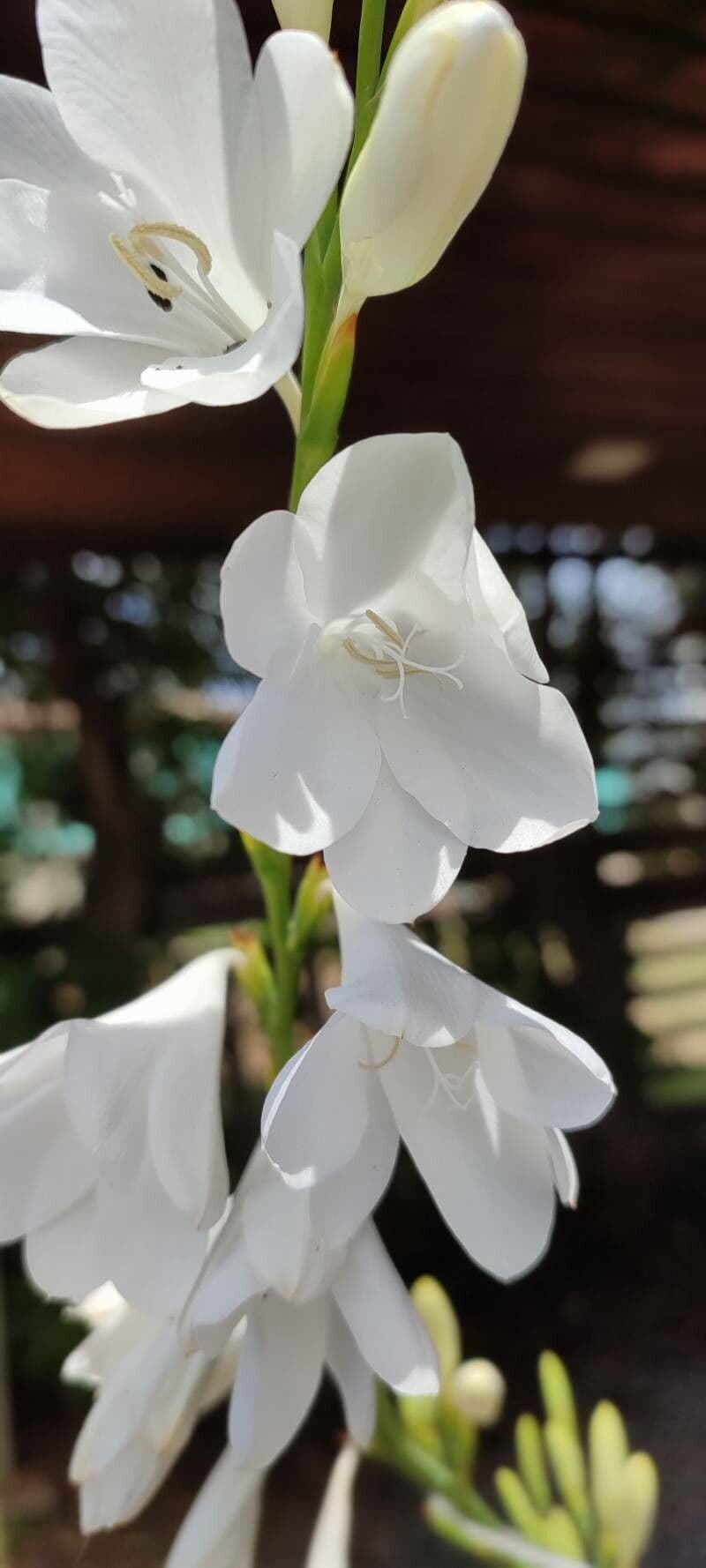 Watsonia 5