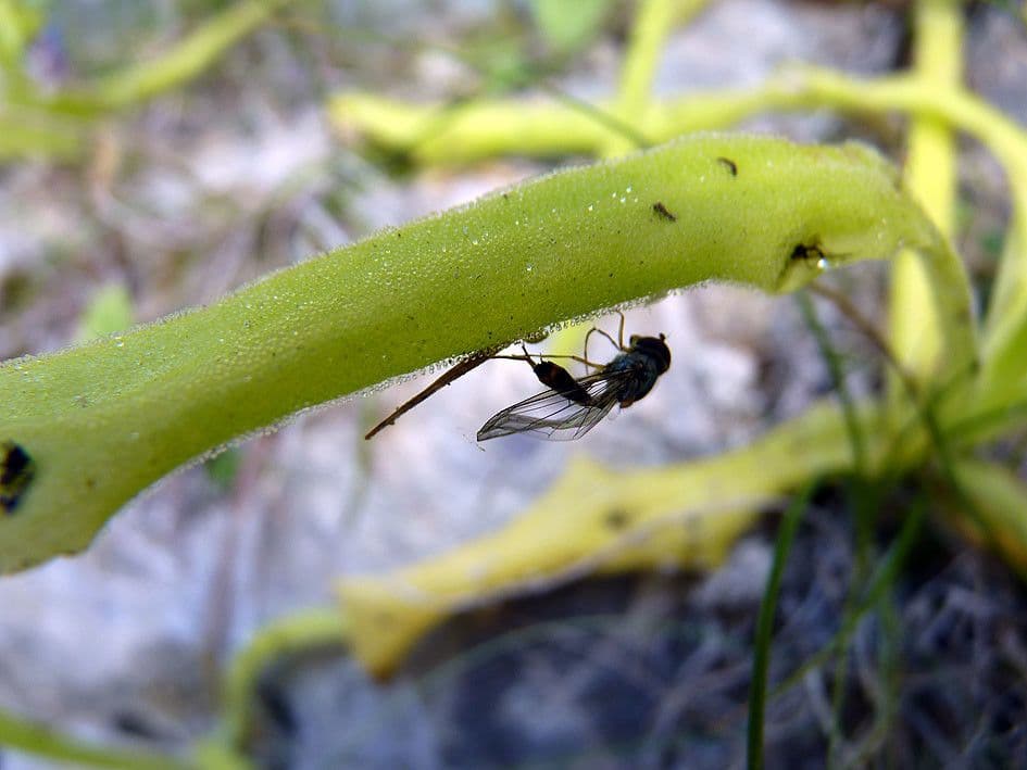 Pinguicula 19