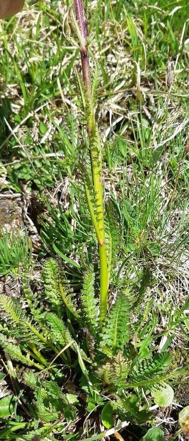 Pedicularis rostratospicata 11
