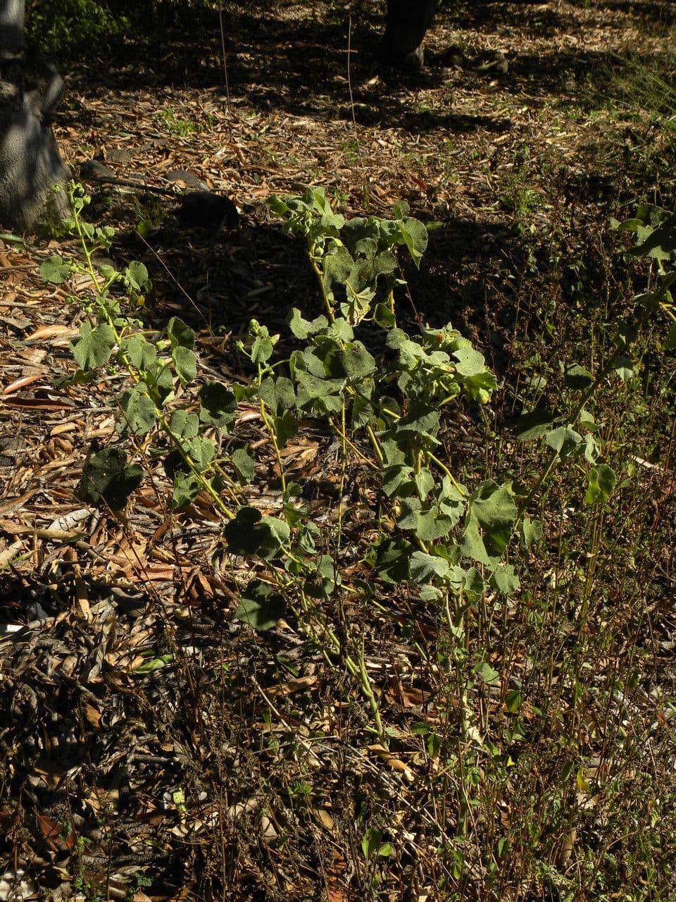 Abutilon 12