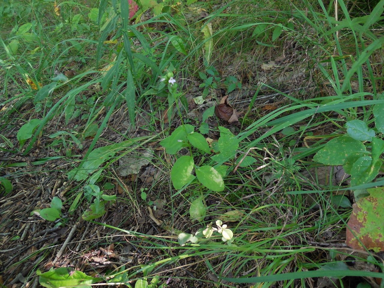 Lobelia 12