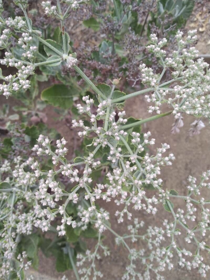 Eriogonum