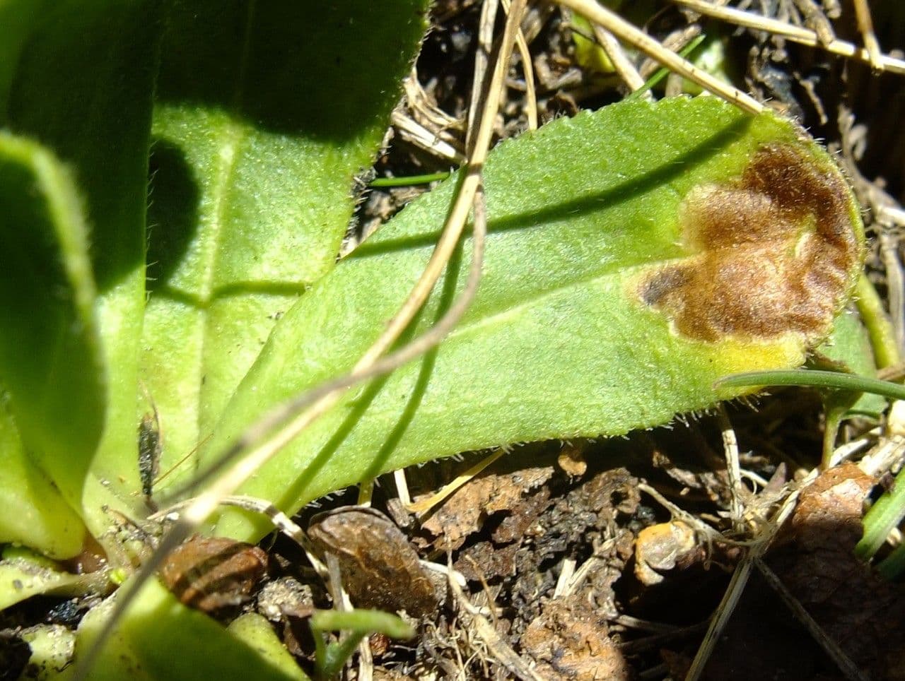 Veronica bellidioides 15