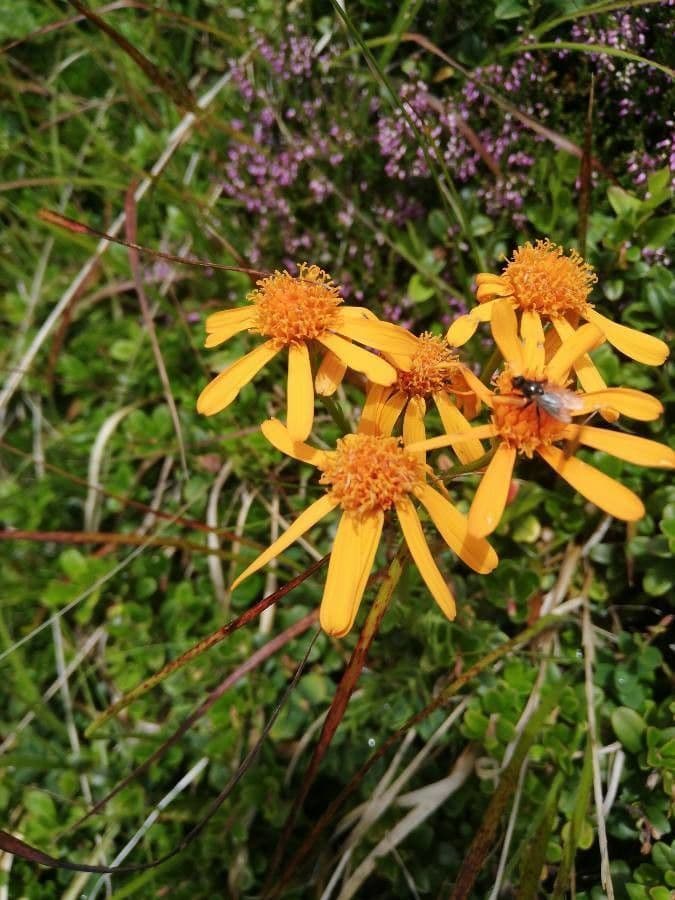 Jacobaea 5