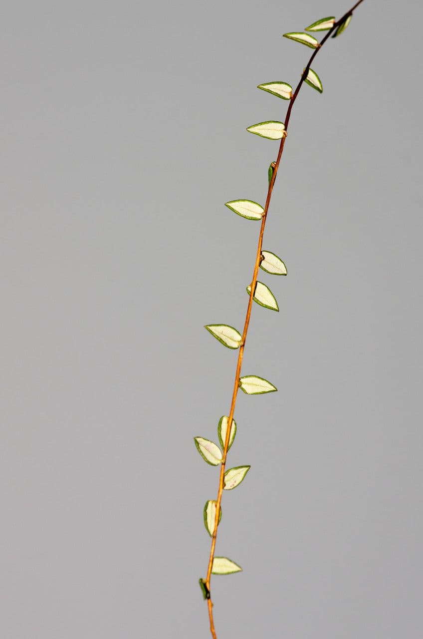 Vaccinium microcarpum 16