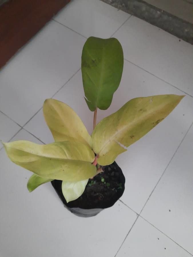 Philodendron 2