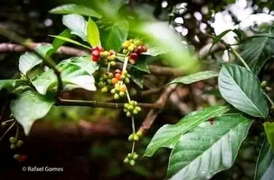 Psychotria 2