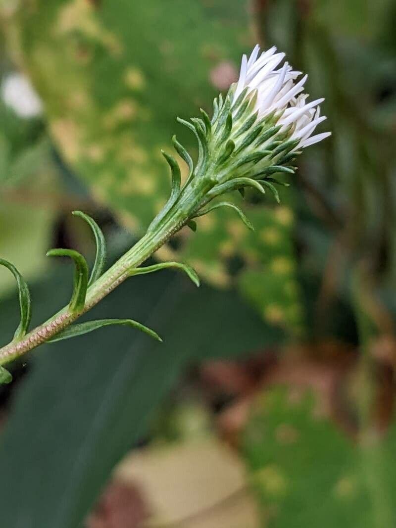 Aster lanceolato 21