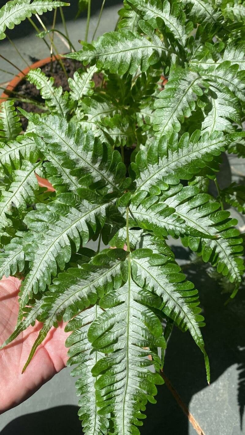 Pteris quadriaurita