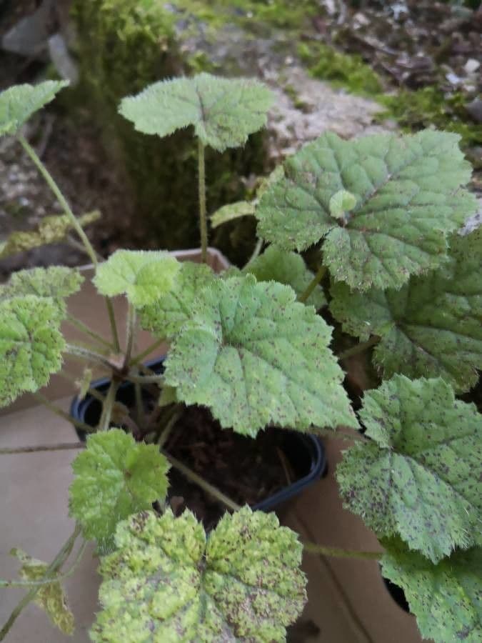 Tolmiea menziesii 5