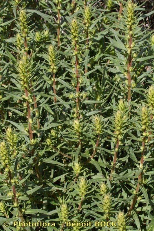 Echium 8