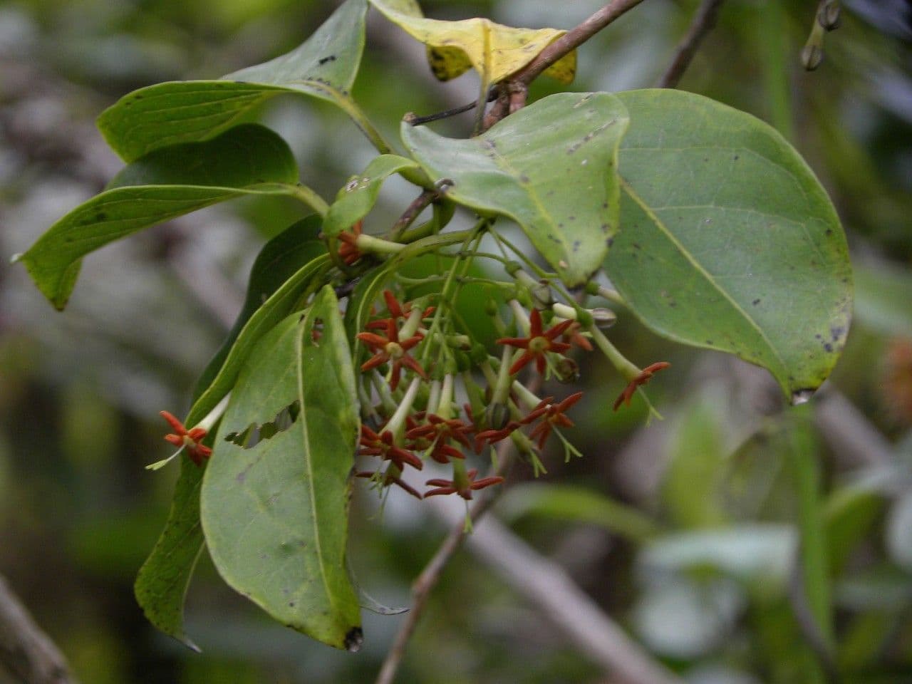 Danais 5