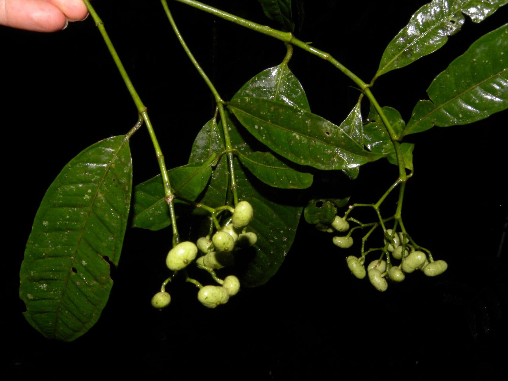 Faramea ghiandolosa