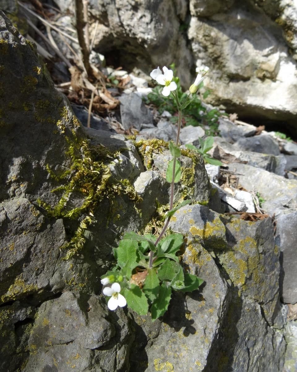 Draba murale 12