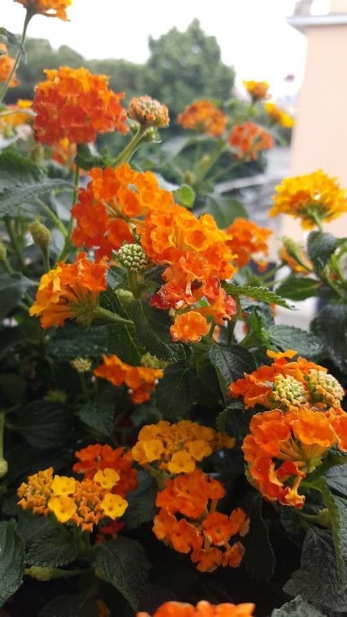 Lantana horrida 5