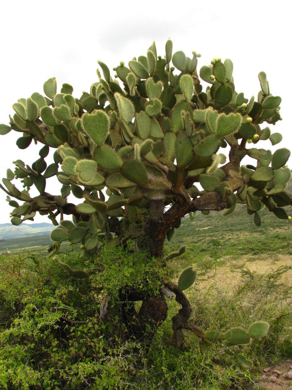 Opuntia leucotricha 11