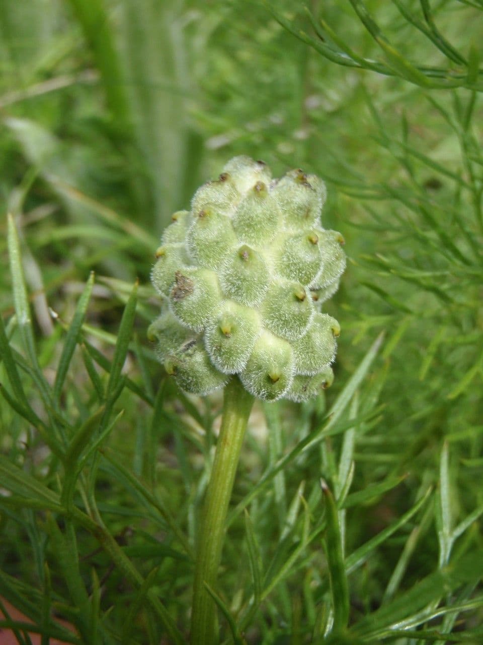Adonide primaverile 3
