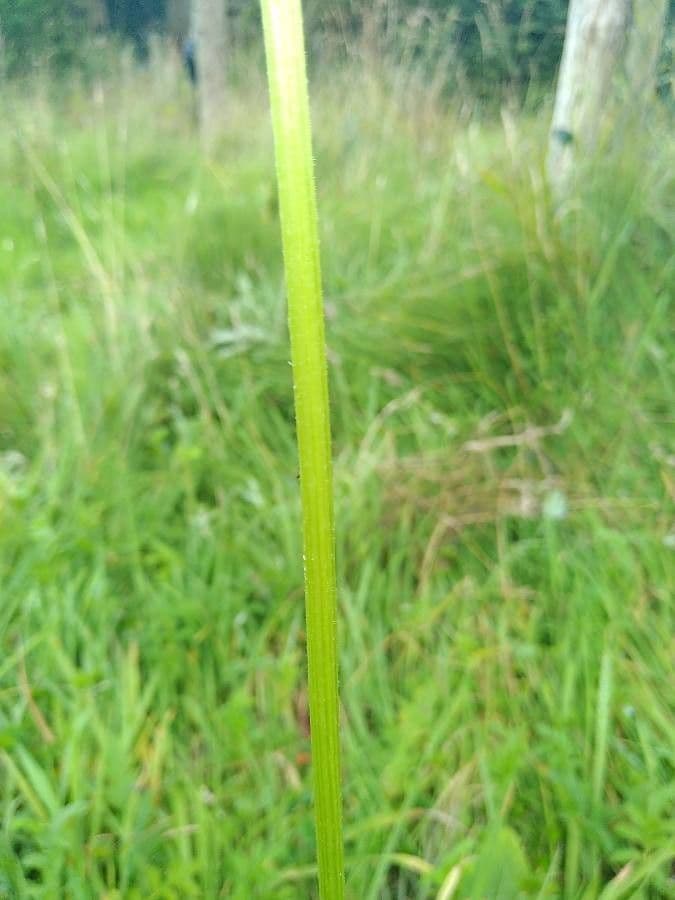 Kohldistel 23