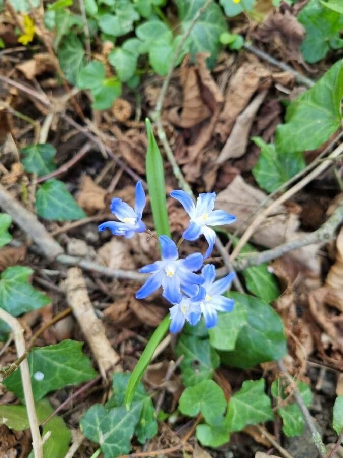 Scilla di Boissier 15