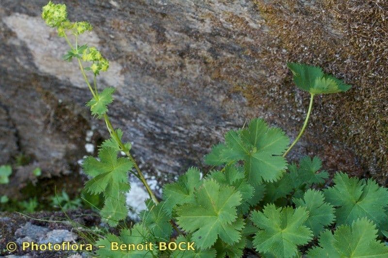 Alchemilla fissa 9