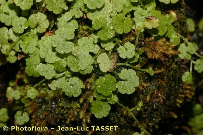 Sibthorpia Europaea 21