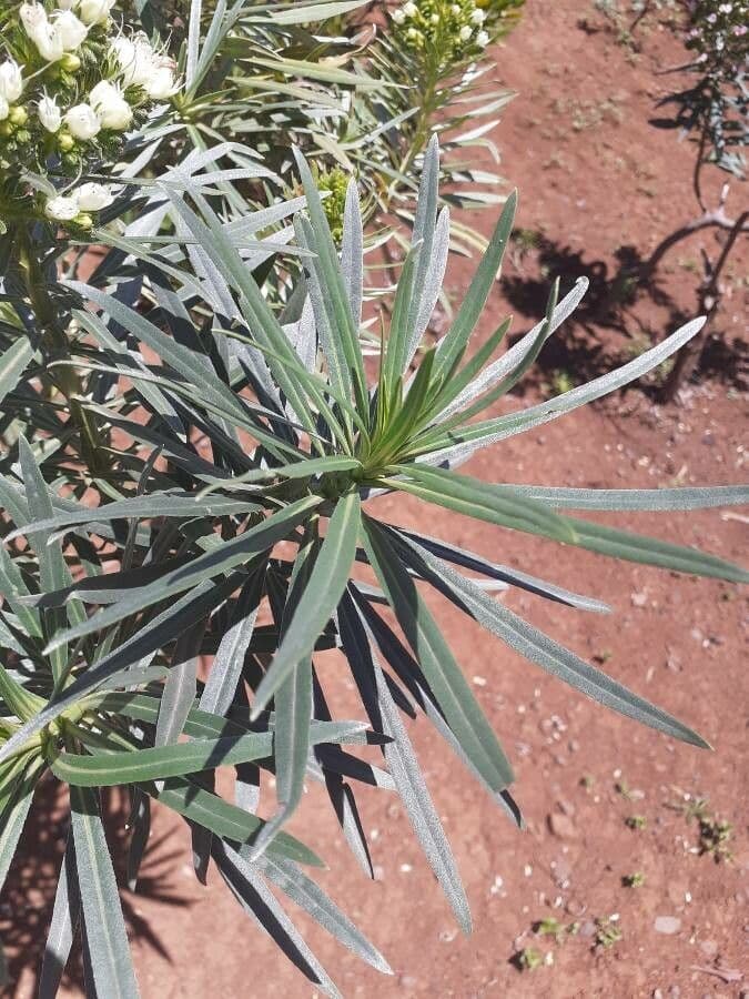 Echium 16