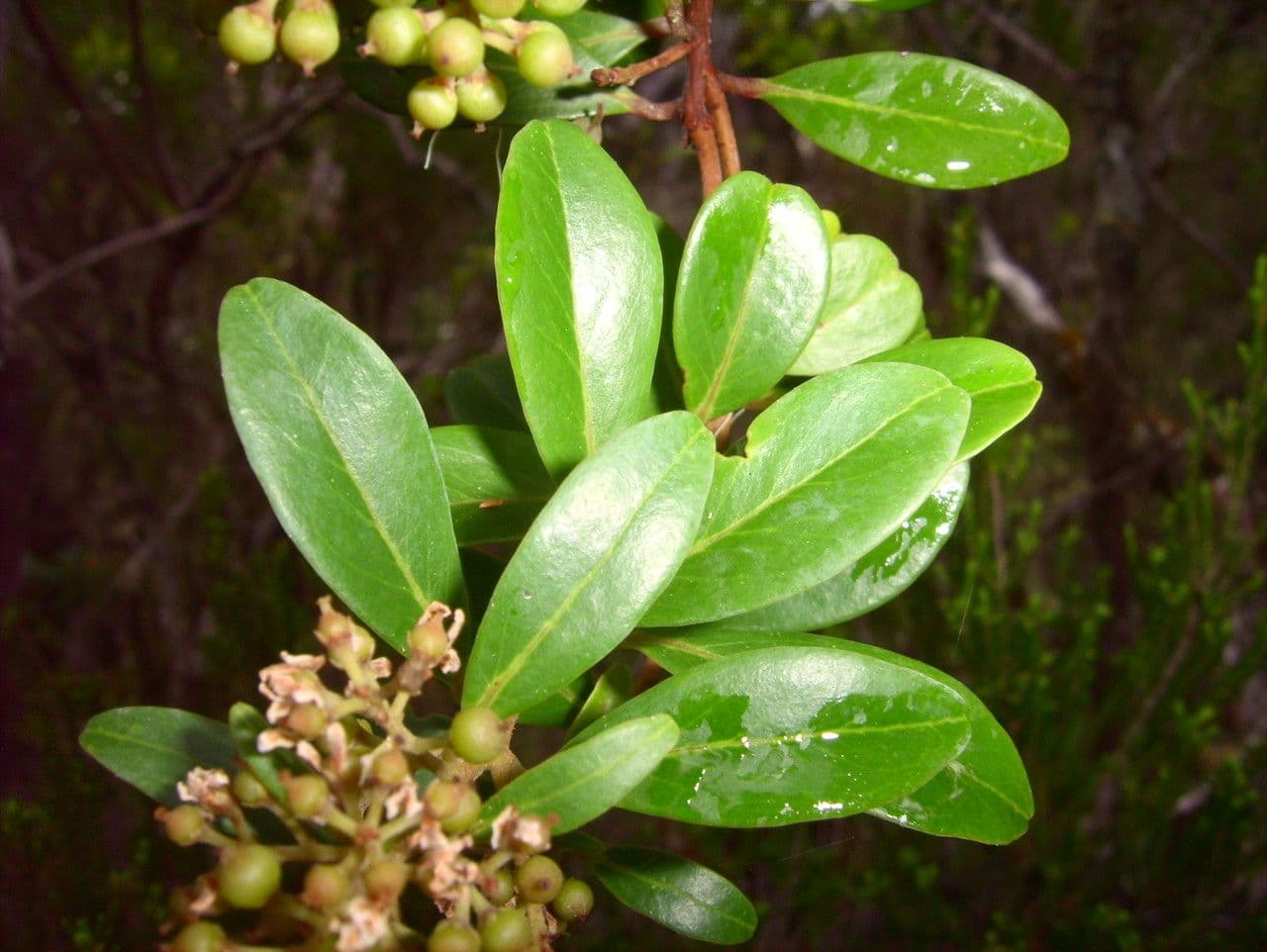 Embelia 16