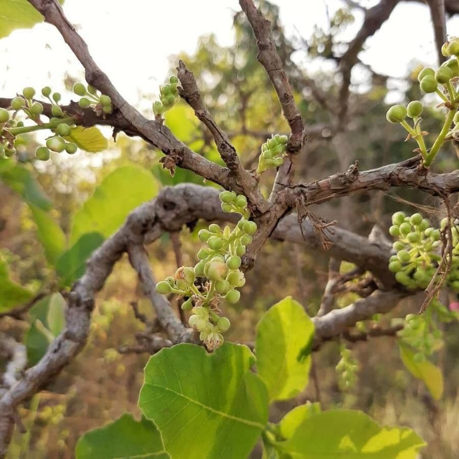 Curatella americana 2