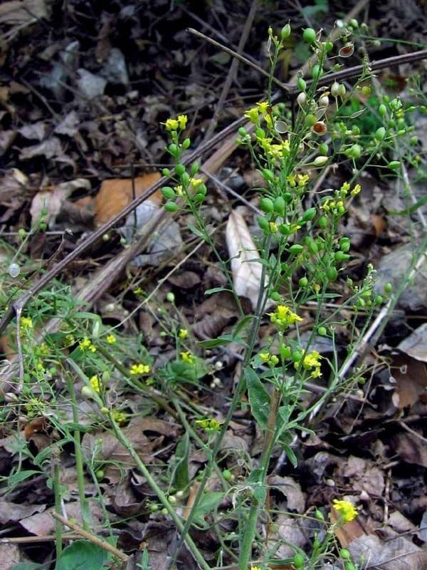 Aurinia petraea 10