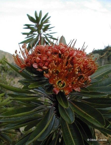 Xanthostemon 3