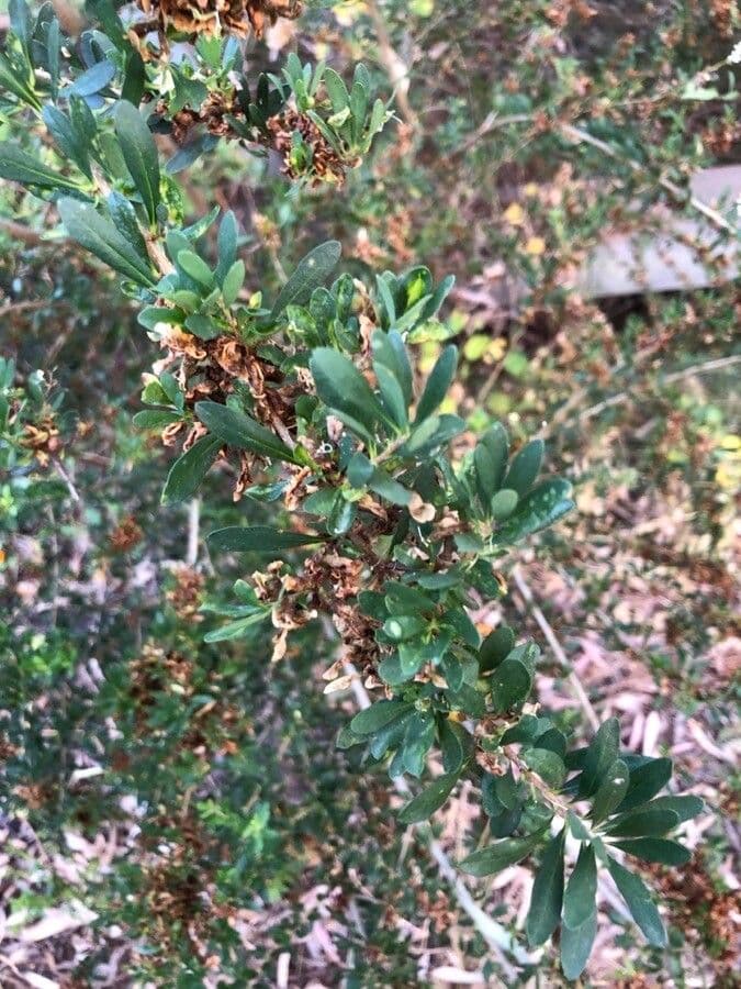 Bursaria spinosa 16